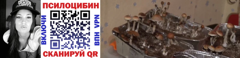 Псилоцибиновые грибы мицелий  Купить где  Яхрома 